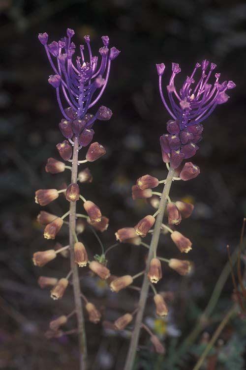 Leopoldia comosa - Feather Hyacinth, Feather Muscari, Fringe Hyacinth, Tassel Grape Hyacinth, מצילות מצויצות, מצילות מצויצות