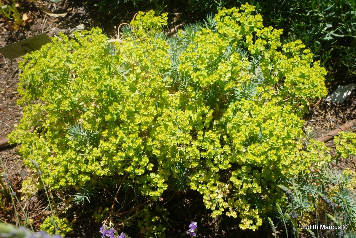 Euphorbia 'Copton Ash' - חלבלוב 'קופטון אש', חלבלוב 'קופטון-אש'