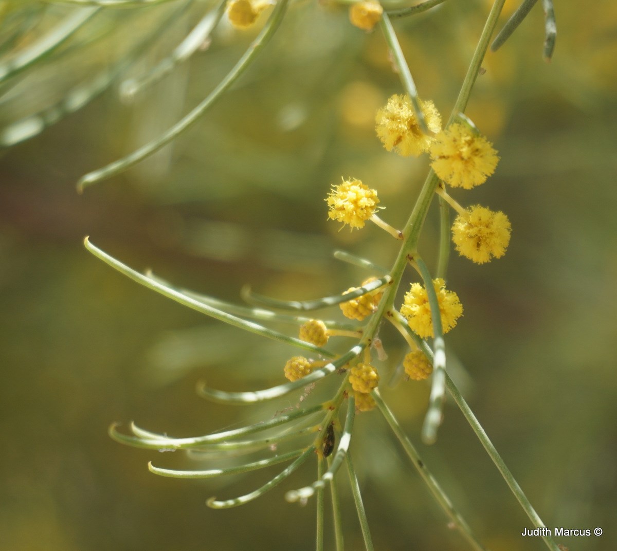 Acacia nematophylla - שיטה דקת-עלים, שיטה דקת-עלים