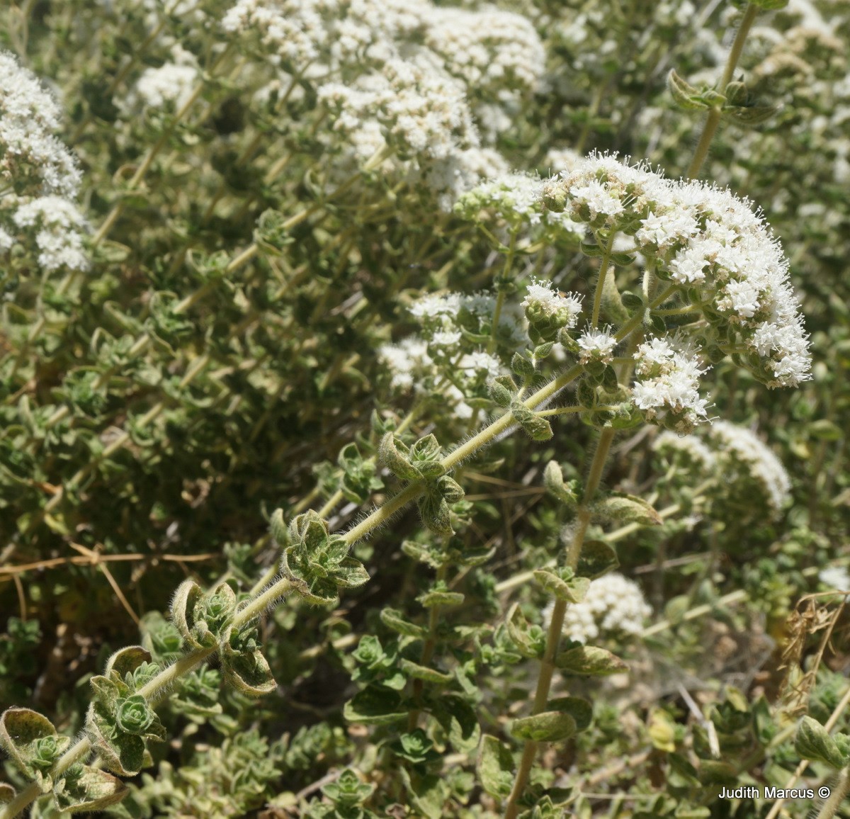 Origanum vulgare - Common Oregano, Wild Marjoram, אזובית פשוטה, אזובית פשוטה