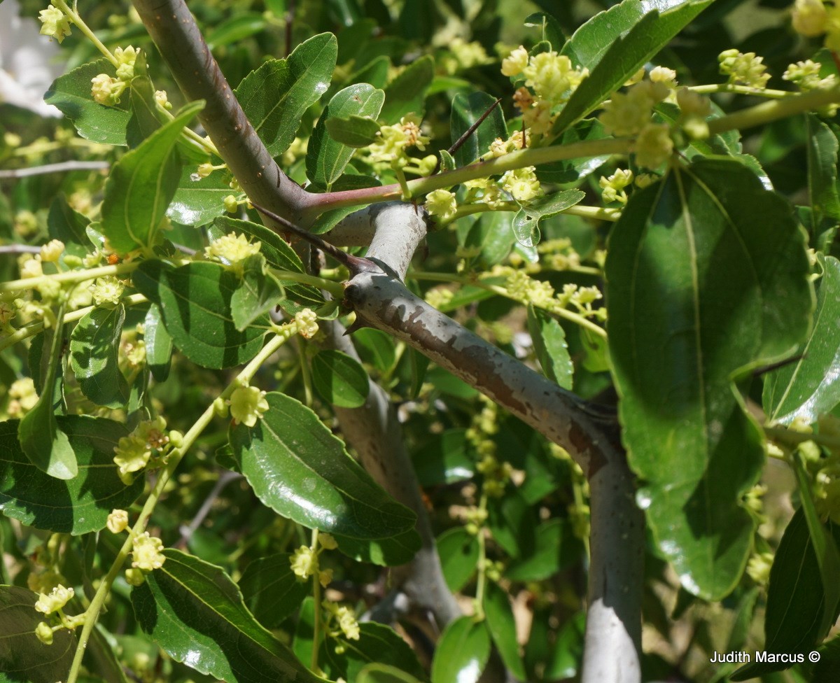 Ziziphus jujuba - Chinese Jujube, Chinese Date, Common Jujube, שיזף ...