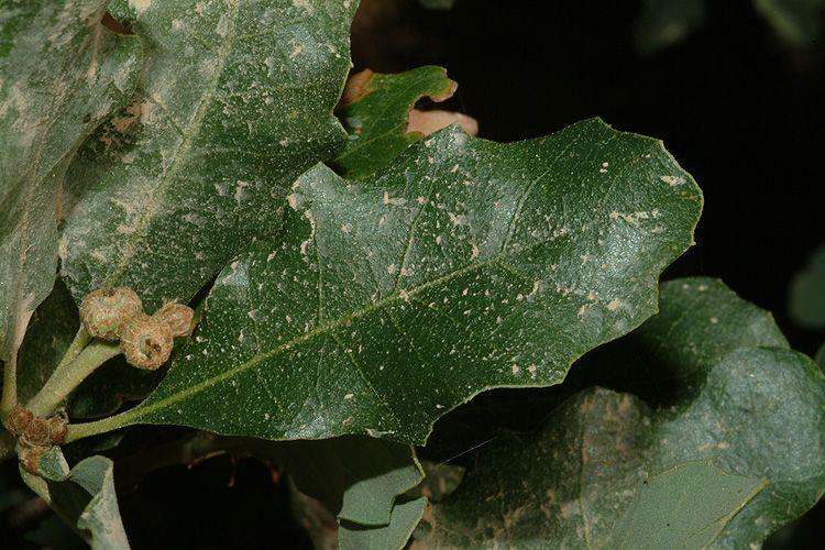 Quercus pyrenaica - Pyrenean Oak, אלון פירנאי, אלון פירנאי