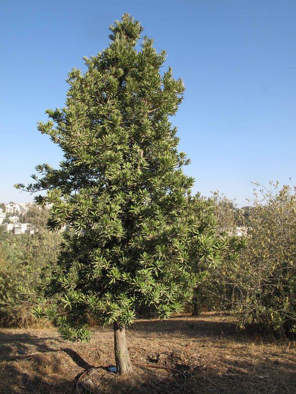 Podocarpus latifolius - Broad-leaved Yellowwood, Real Yellowwood, פודוקרפוס רחב-עלים, פודוקרפוס רחב-עלים