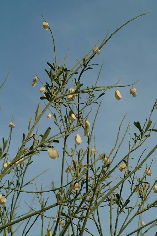 Polygala virgata var. speciosa - מרבה-חלב וירגטה זן הדור, מרבה-חלב וירגטה זן הדור