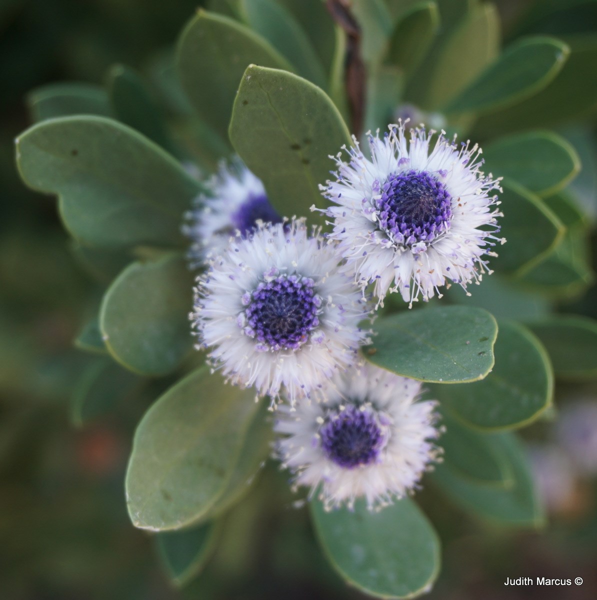 Globularia sarcophylla 'Blue Eyes' - גולנית יובשנית 'בלו אייז', גולנית יובשנית 'בלו אייז'