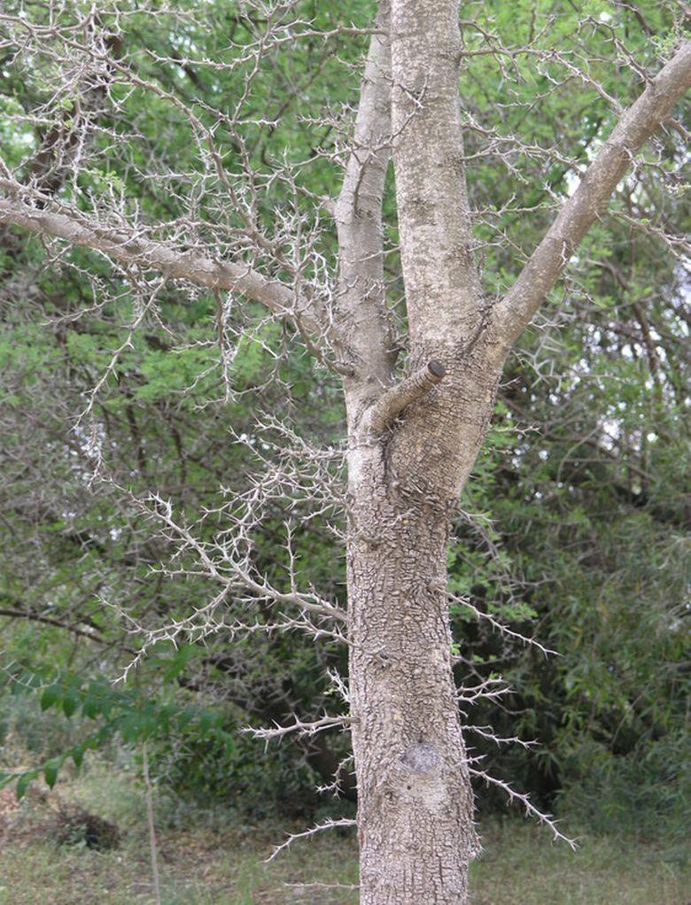 Acacia drummondii - Drummond's Wattle, שיטת דראמונד, שיטת דרומונד