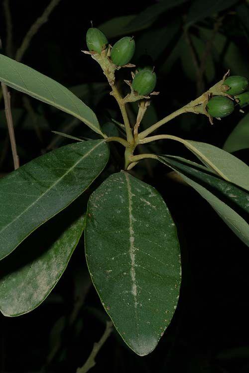 Persea indica - Indian Bean, Canary Avocado Tree , אבוקדו הודי, אבוקדו  הודי, אבוקדו  קנרי