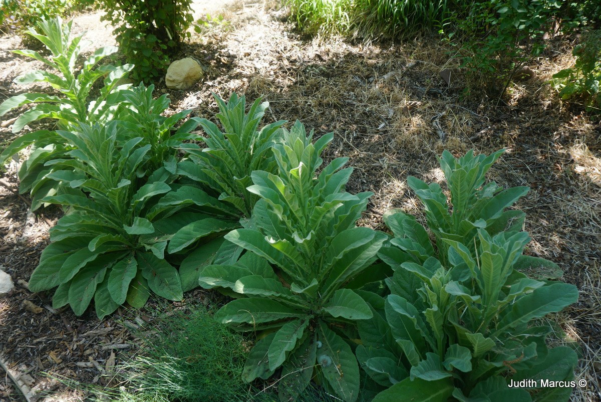 Verbascum speciosum - Showy Mullein, בוצין הדור, בוצין הדור