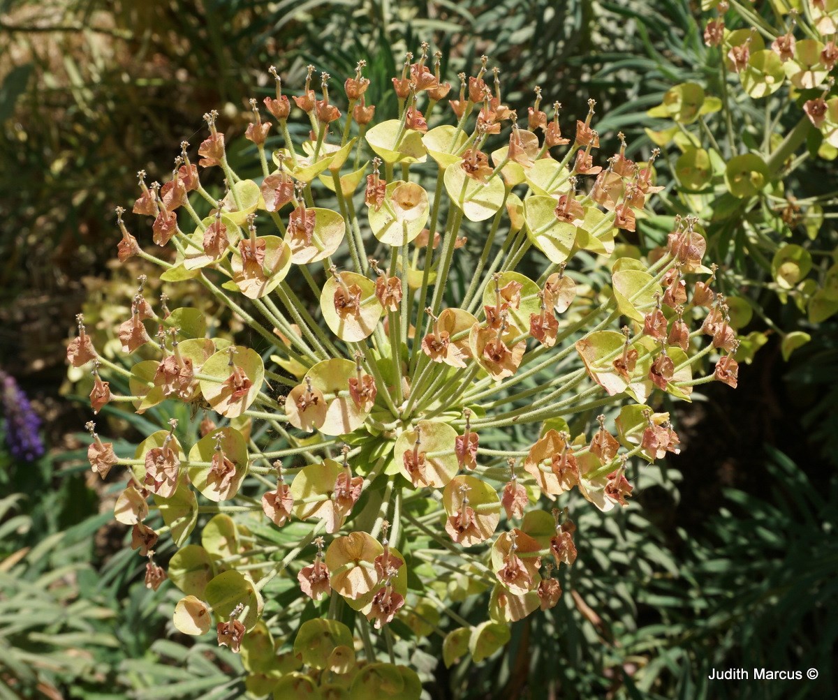 Euphorbia characias subsp. characias - חלבלוב צפוף-עלים תת-מין כרציאס, חלבלוב צפוף-עלים תת-מין כרציאס
