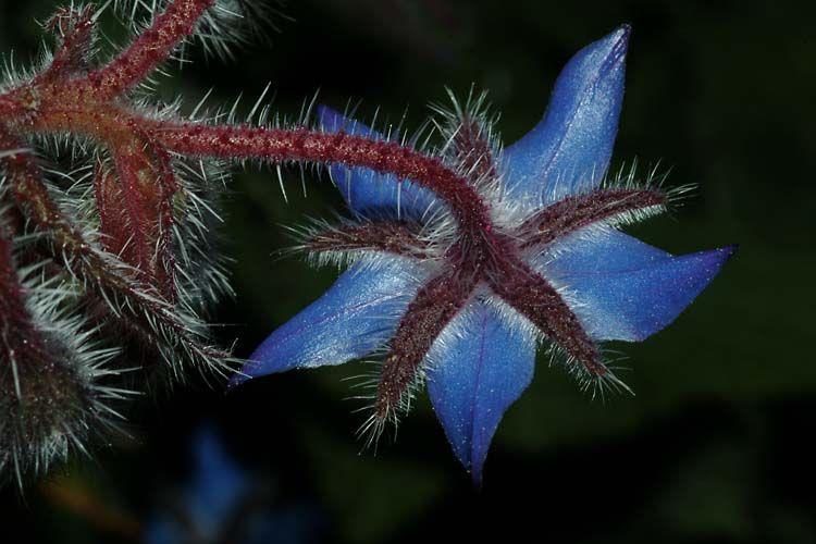 Borago officinalis - Starflower, Common Borage, בורג רפואי, בורג רפואי