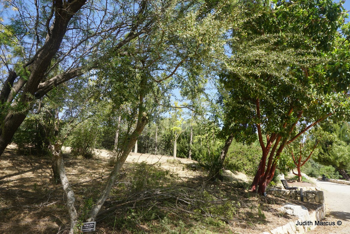 Schinus polygamus - Hardee Peppertree, פלפלון ביצני, פלפלון ביצני