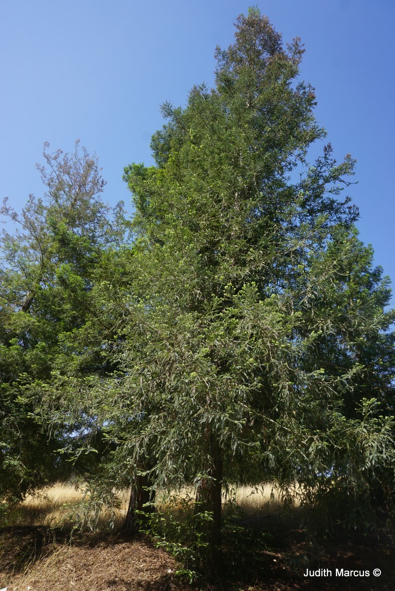 Sequoia sempervirens - Coast Redwood, California Redwood, סקוויה נאה, סקוויה נאה