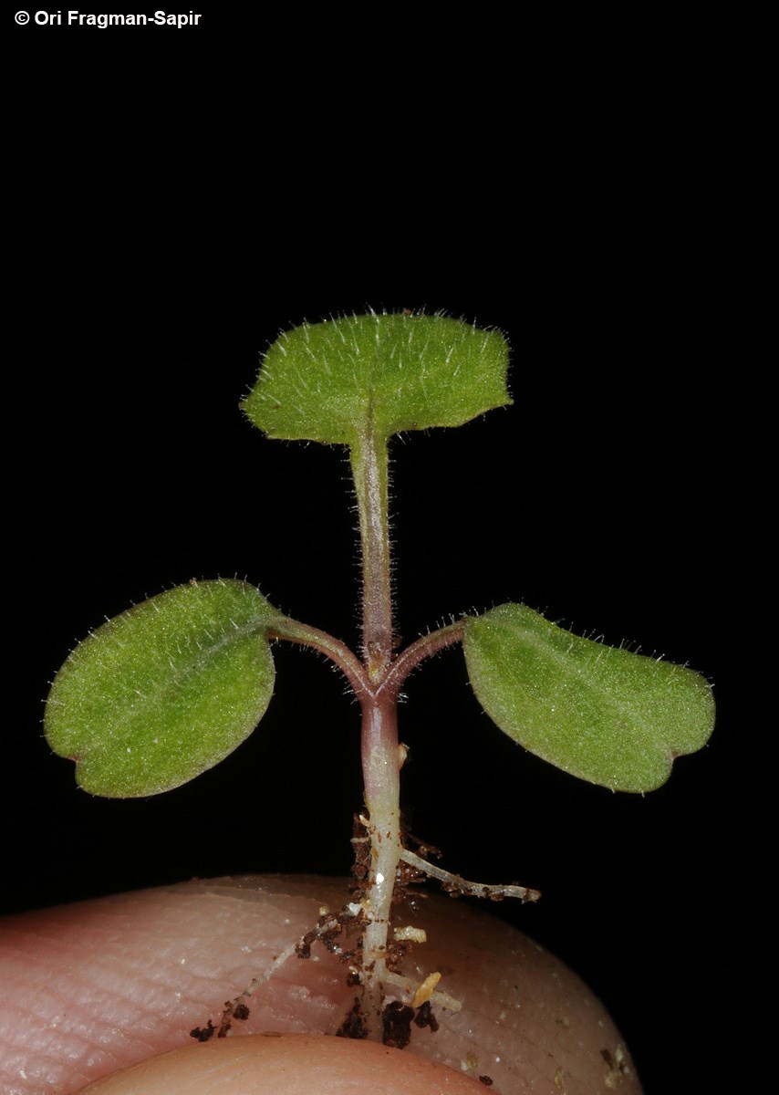 Lapsana communis subsp. pisidica - Common Nipplewort, לפסנה ענפה, לפסנה ענפה