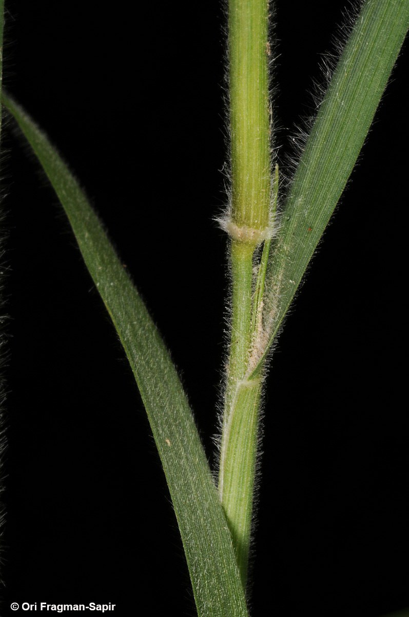 Enneapogon desvauxii - Nineawn Pappusgrass, ציצן קצר, ציצן קצר
