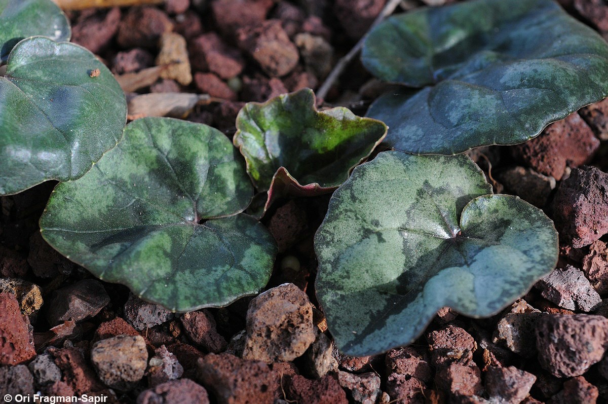 Cyclamen libanoticum