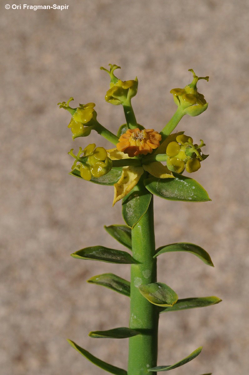 Euphorbia paralias - Sea Spurge, Coast Spurge, חלבלוב הים, חלבלוב הים