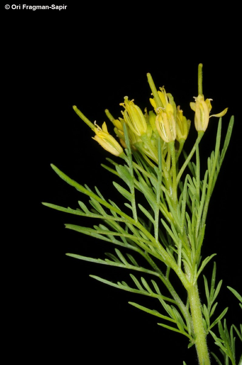 Descurainia sophia - Herb Sophia, Flixweed, דקורניה מנוצה, דקורניה מנוצה
