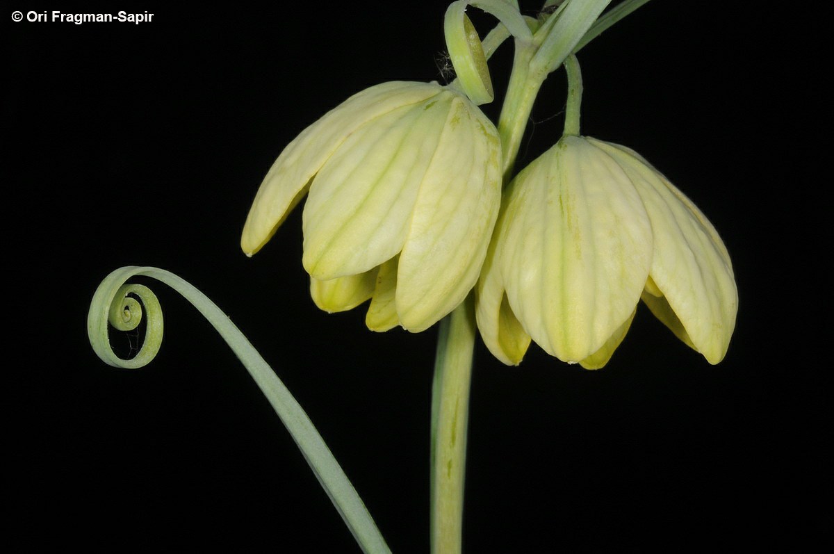 Fritillaria verticillata - גביעונית דורית, גביעונית דורית