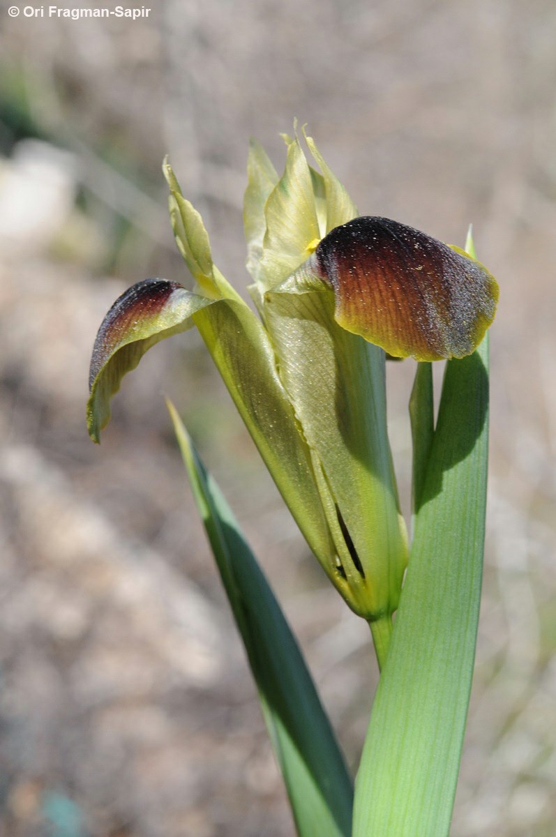 Iris tuberosa - Widow Iris, איריס הפקעות, איריס הפקעות, הרמודקטילוס הפקעות
