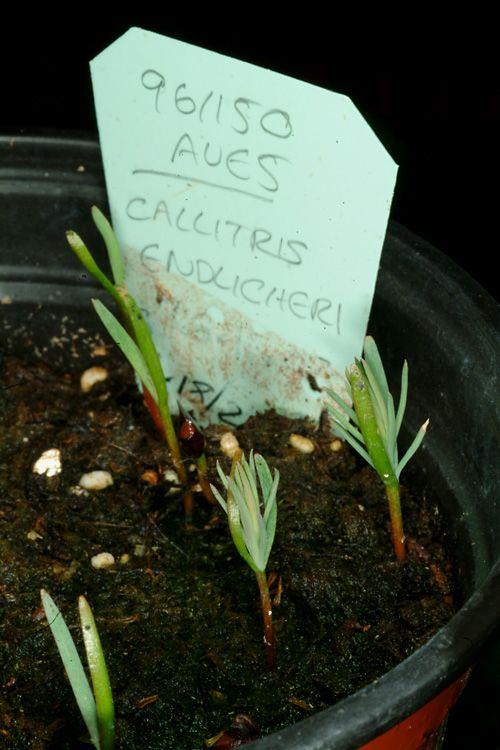 Callitris endlicheri - Black Cypress Pine, Red Cypress Pine, קליטריס אנדליכר, קליטריס אנדליכר