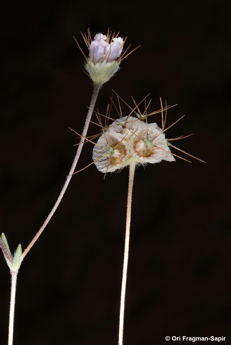 Lomelosia olivieri - Sinai Scaious, תגית סיני, תגית סיני