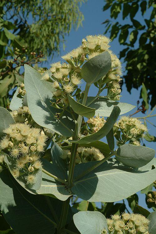 Eucalyptus pruinosa - Sliver Box, איקליפטוס קמחי, איקליפטוס קמחי
