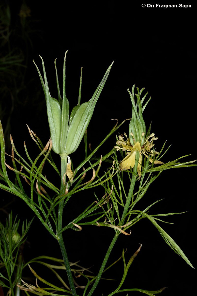 Nigella orientalis - Yellow Fennel Flower, קצח מזרחי, קצח מזרחי