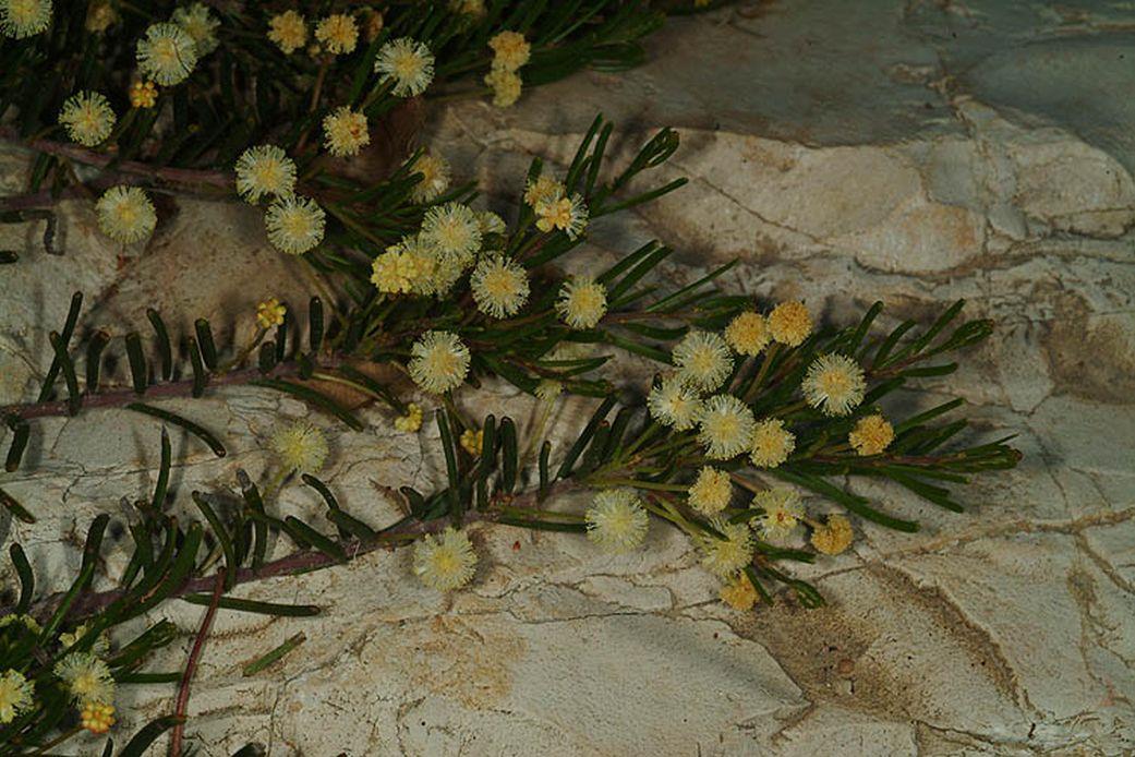 Acacia etbaica subsp. uncinata - שיטה, שיטה