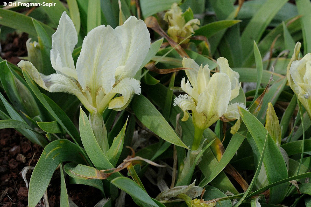 Iris pumila subsp. attica - איריס אטיקה, איריס אטיקה