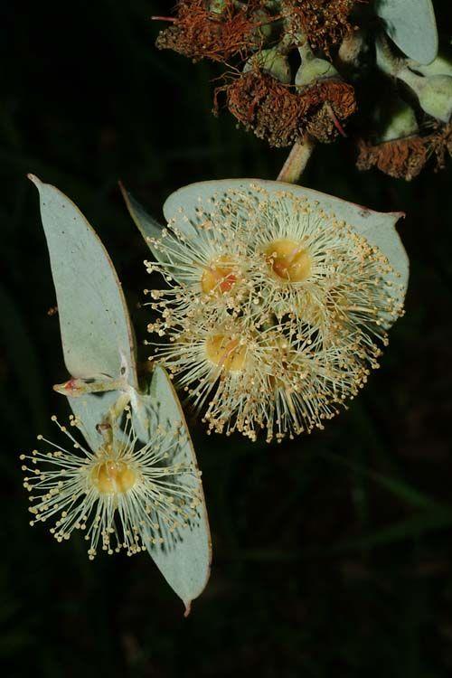 Eucalyptus gillii - Curly Mallee, איקליפטוס גיל, איקליפטוס גיל
