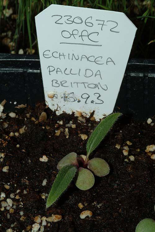 Echinacea pallida - Pale Purple Cone Flower, Pink Coneflower, קיפודנית חיוורת, קיפודנית חיוורת