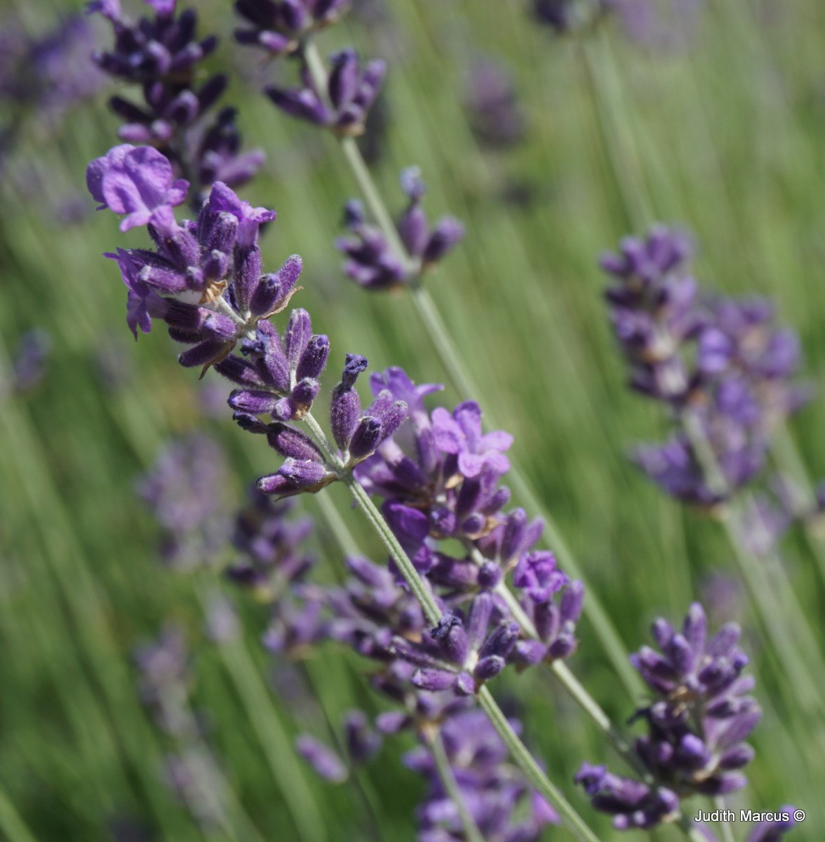 Lavandula angustifolia - Common Lavender, True Lavender, Norrow-leaved Lavender, English Lavender, אזוביון רפואי, אזוביון  רפואי