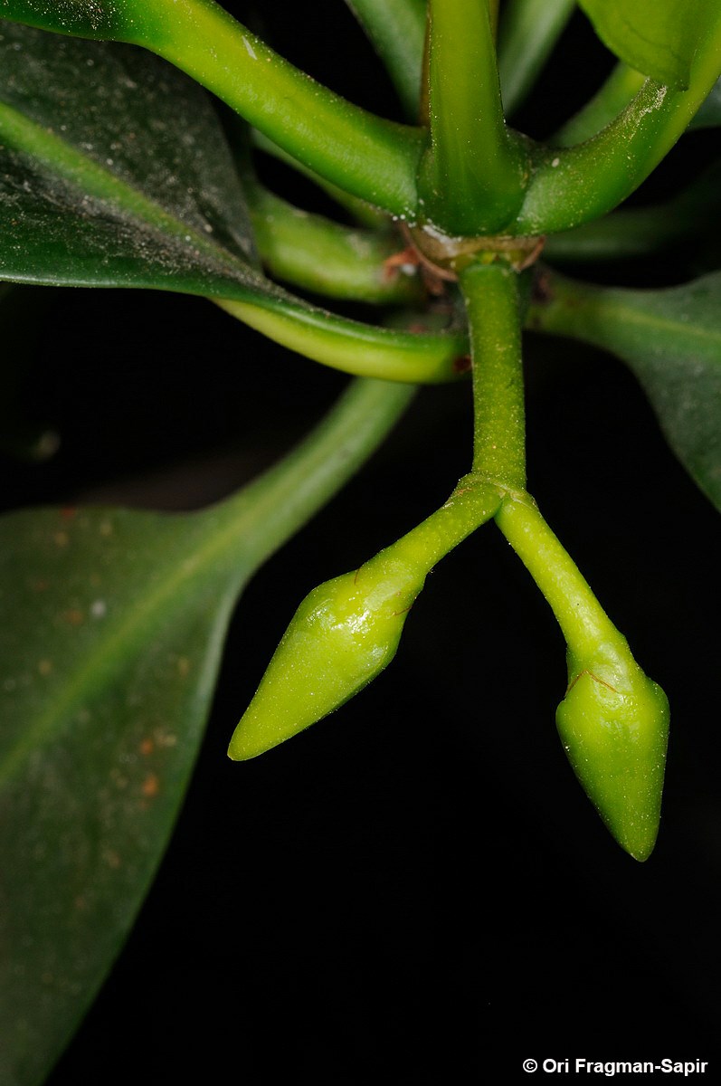 Rhizophora mangle - Red Mangrove, ריזופורת מנגלס, ריזופורת מנגלס