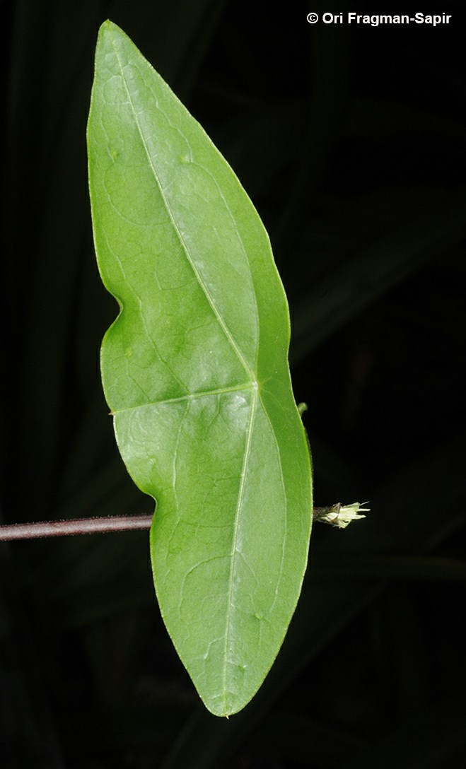 Passiflora coriacea - Wild Sweet Calabash, Bat-leaved Passion Flower, שעונית עורית, שעונית עורית