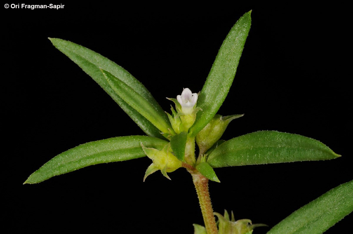 Oldenlandia capensis - אולדנית הכף, אולדנית הכף