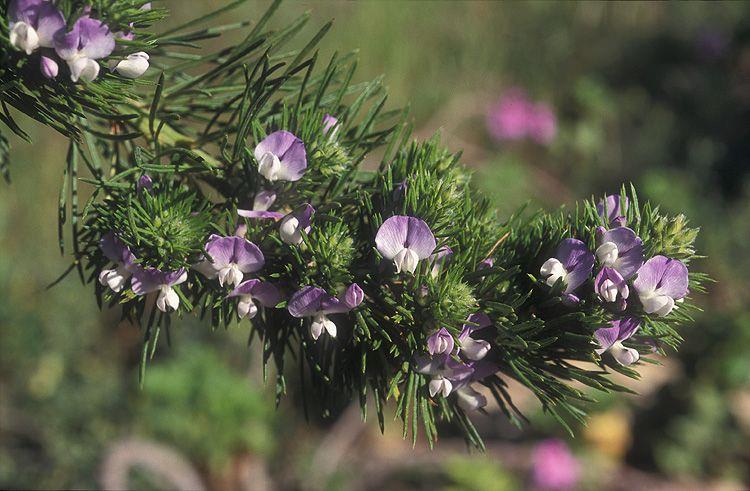 Psoralea pinnata - African Scurf Pea, Blue Pea, פסורלאה מנוצה, שרעול מנוצה