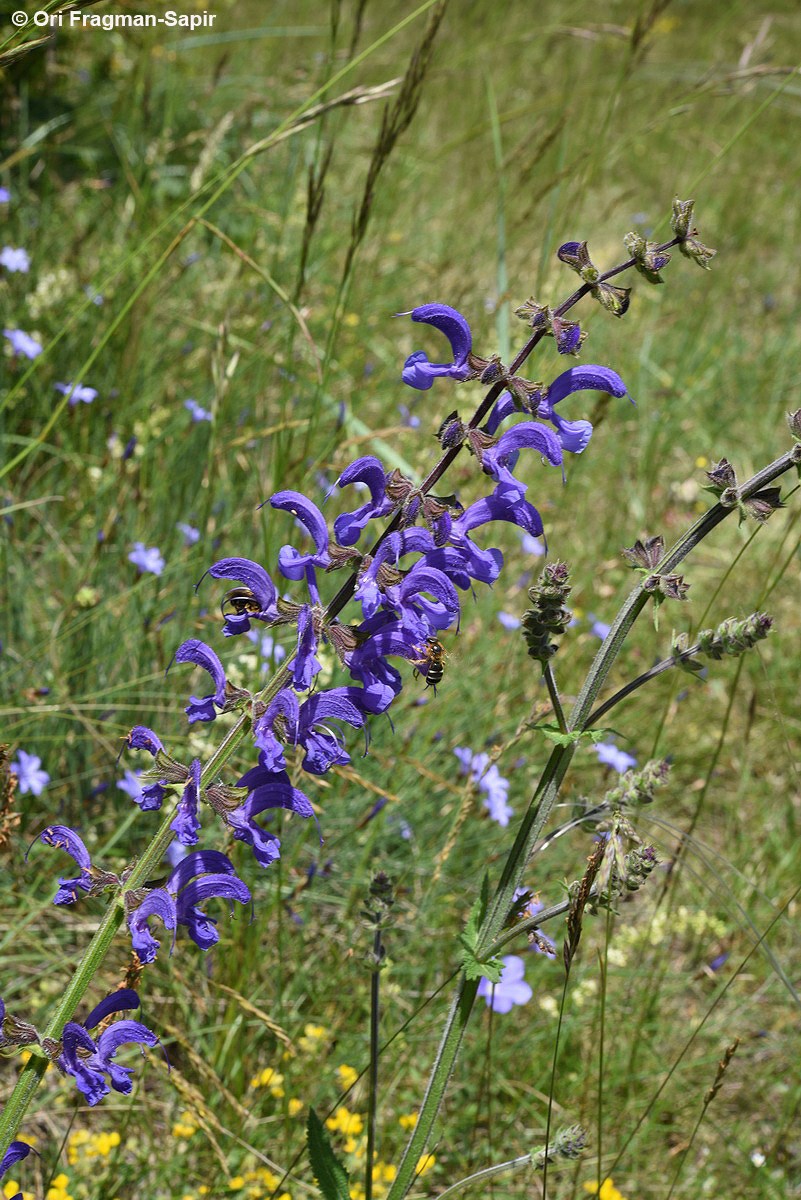Salvia pratensis - Meadow Clary. Meadow Sage, מרוות האחו, מרוות האחו