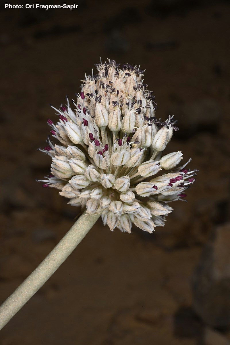 Allium artemisietorum - Artemisia Garlic, שום הלענה, שום הלענה