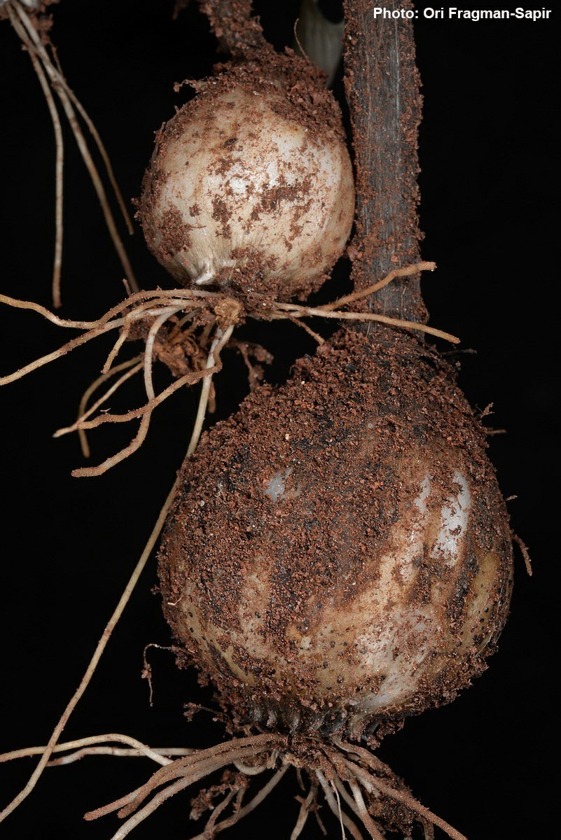 Allium dentiferum - Pale Garlic, שום משונן