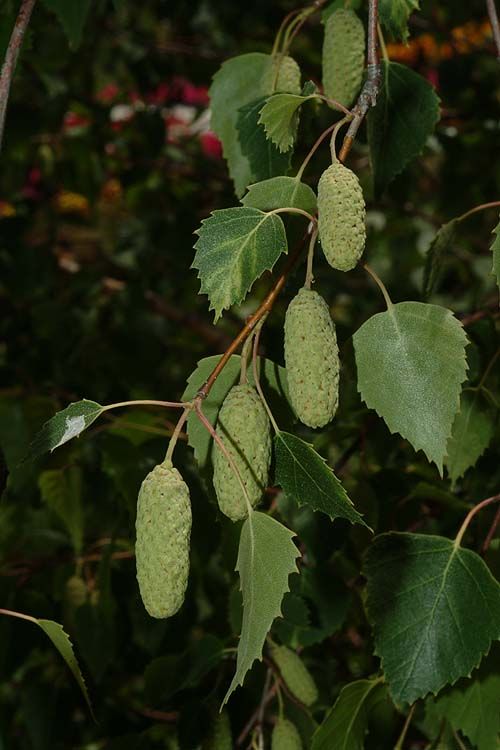 Betula pendula - Silver Birch, European White Birch, שדר משתלשל, שדר משתלשל, שדר משתלשל 'סילבר בירץ', ליבנה