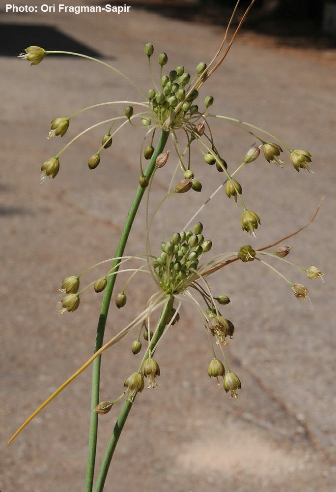 Allium albotunicatum