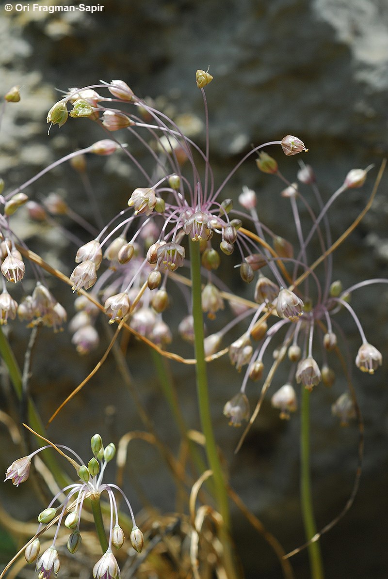 Allium daninianum - שום האבקנים, שום האבקנים