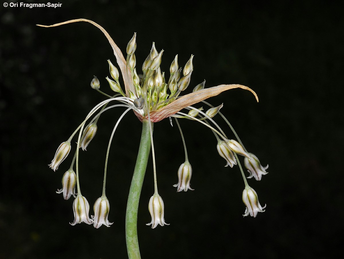 Allium desertorum - Modest Garlic, שום צנוע, שום צנוע