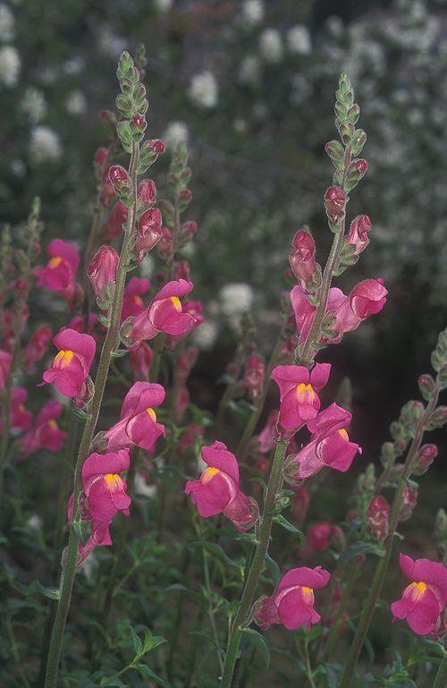 Antirrhinum majus cv. perennial purple - Common Snapdragon, Garden Snapdragon, Great Snapdragon, Lion's Mouth, לוע-ארי גדול רב-שנתי סגול, לוע-ארי גדול