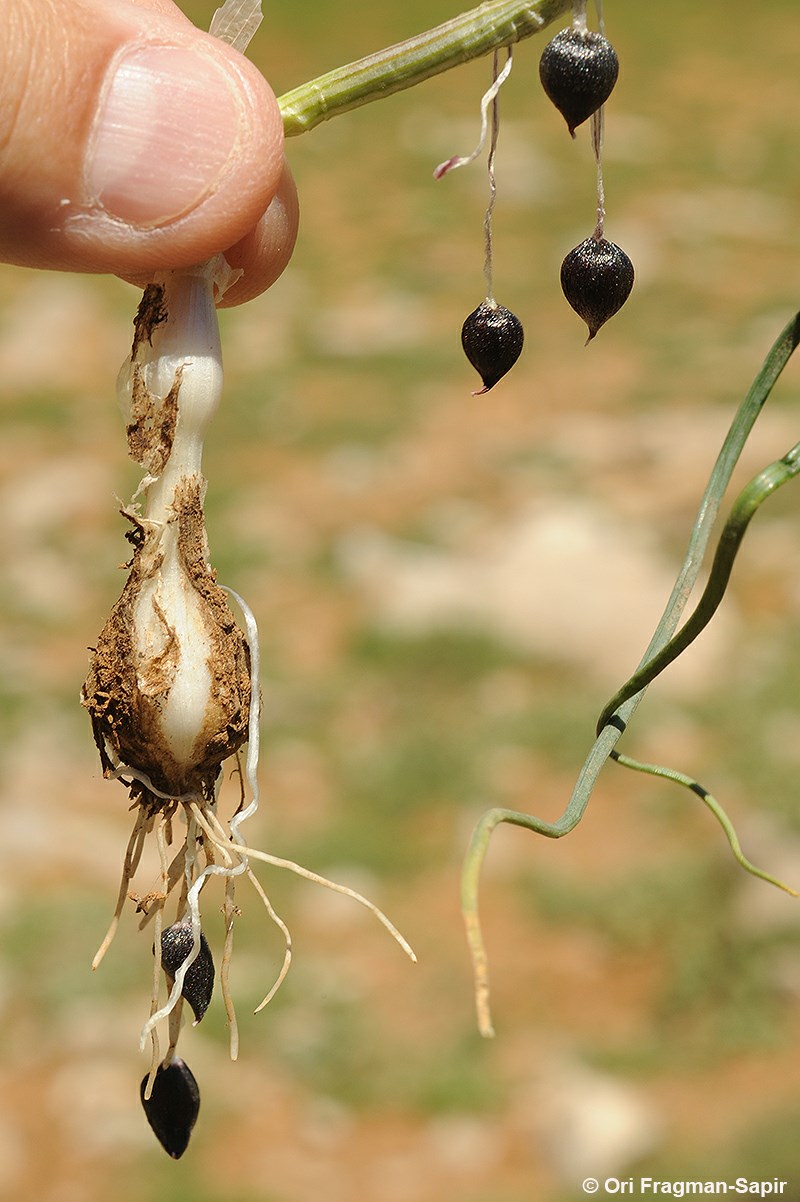 Allium feinbergii - Feinberg's Garlic, שום פיינברג, שום פיינברג