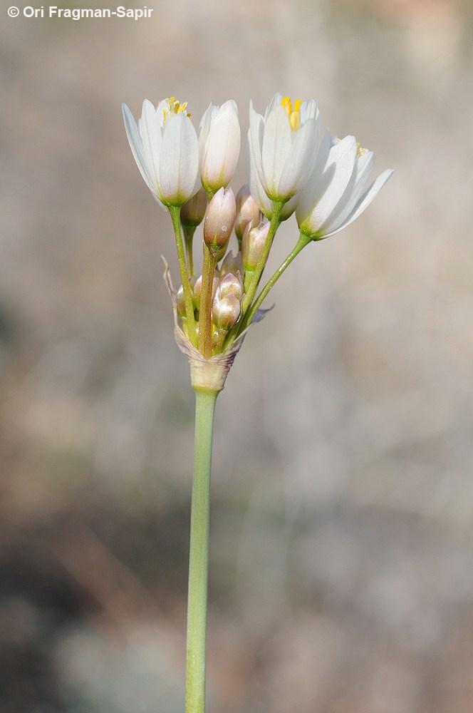 Allium negevense - Negev Garlic, שום דרומי, שום דרומי
