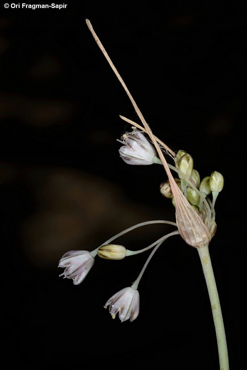 Allium oleraceum - Field Garlic, שום השדה, שום השדה