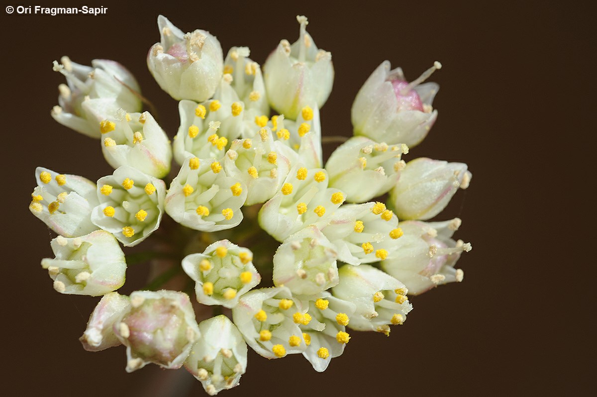 Allium papillare - Papillous Garlic, שום הפטמות, שום הפטמות