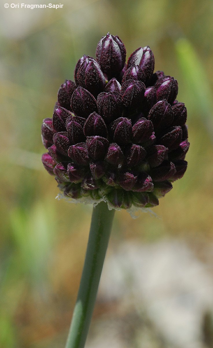 Allium rotundum - Purple Flower Garlic, Broadleaf Wild Leek, Sand Leek, Sand Leek, Rocambole, שום עגול, שום עגול