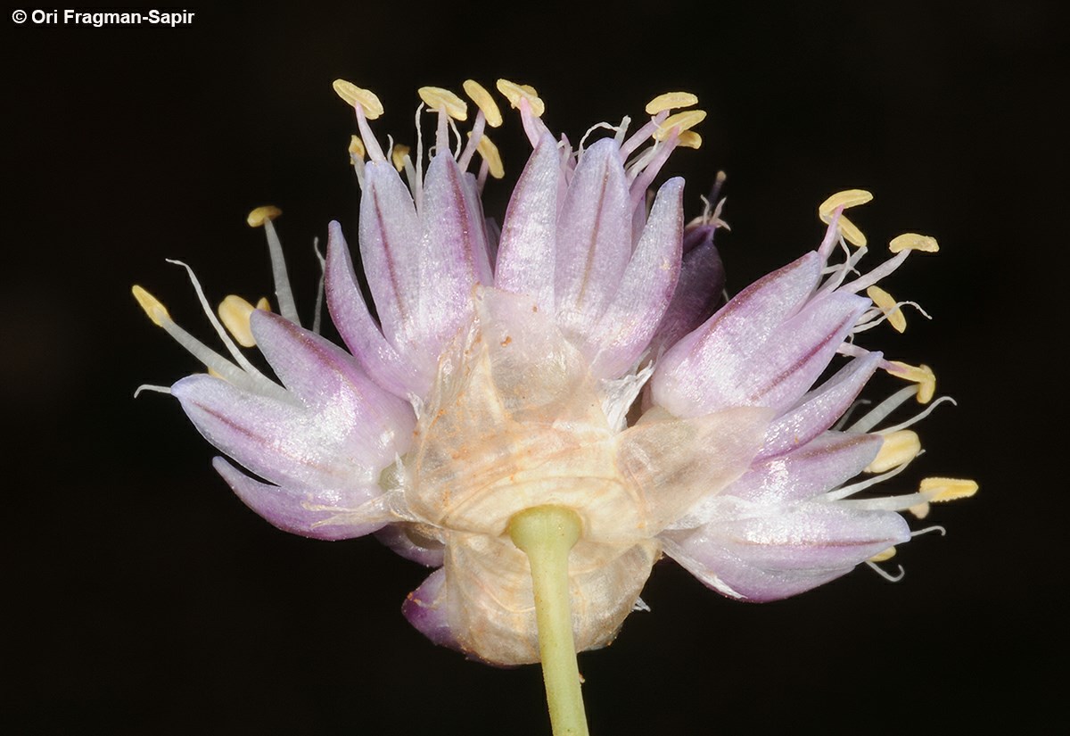 Allium sannineum - Sanneen Garlic, שום סנין, שום סנין